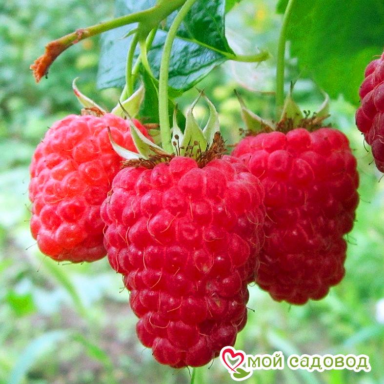 Малина Гордость России