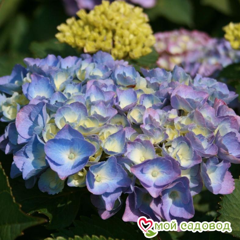 Гортензия крупнолистная Боденси ЗКС