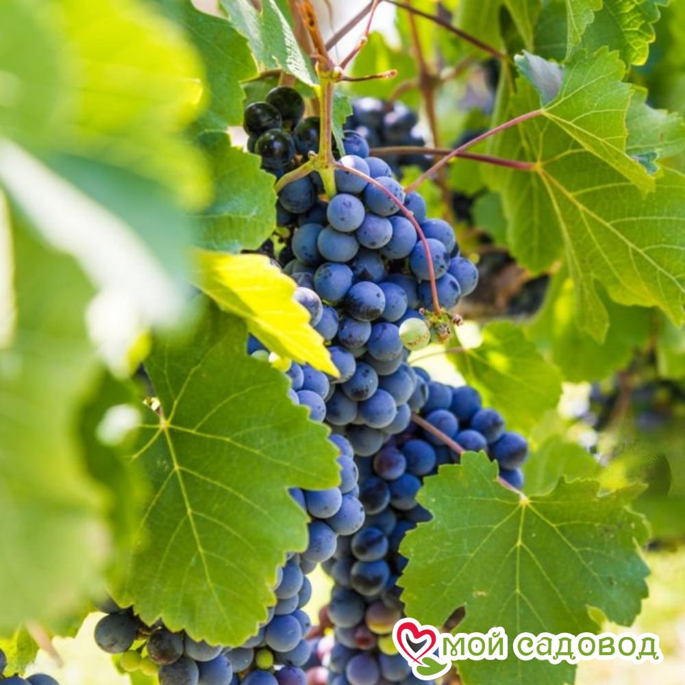 Ароматный и сладкий виноград "Августа"