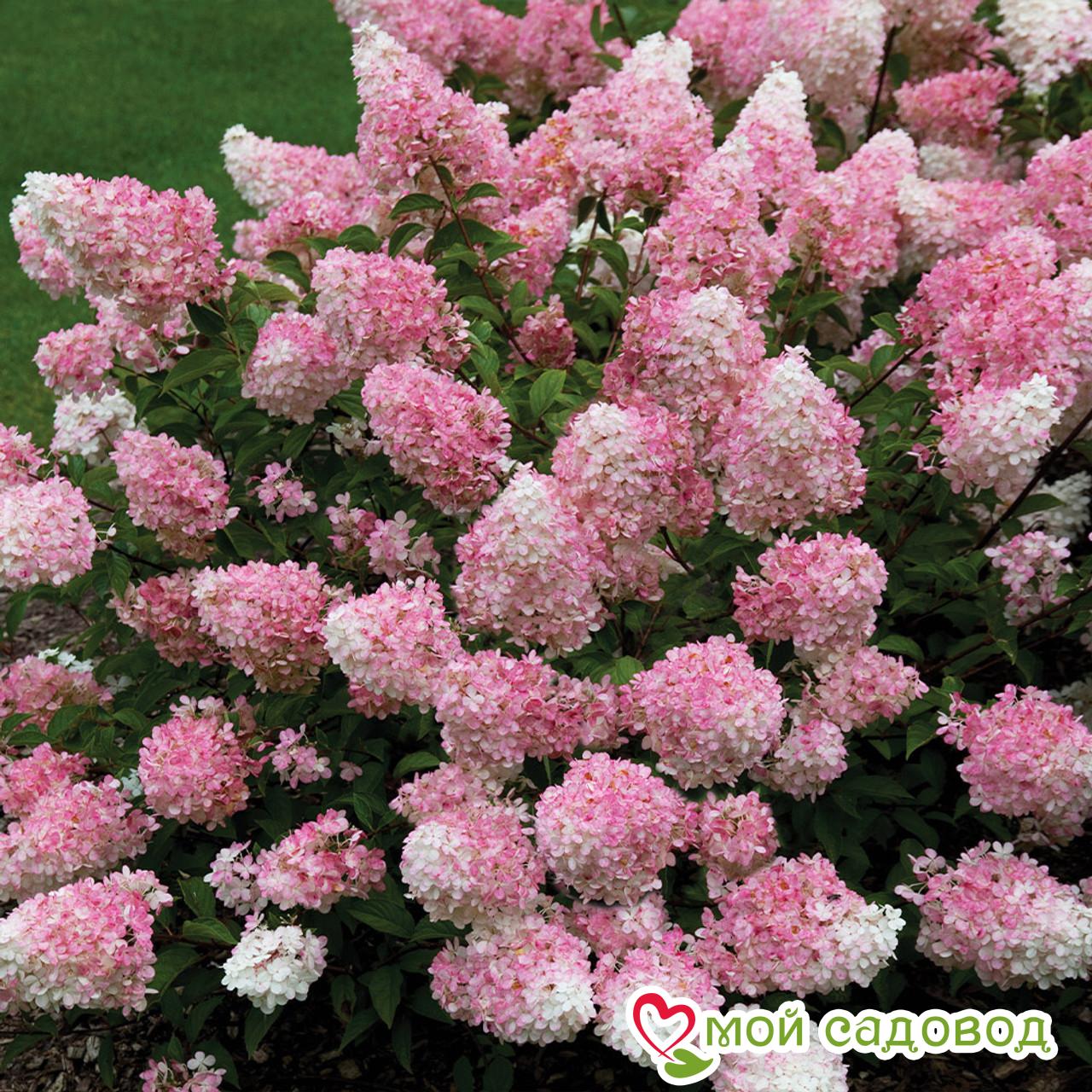 Гортензия Ванила Фрайз ЗКС