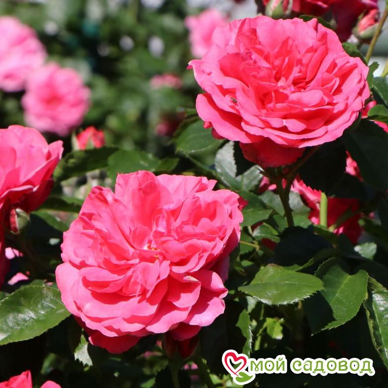 Роза Розариум Ютерзен