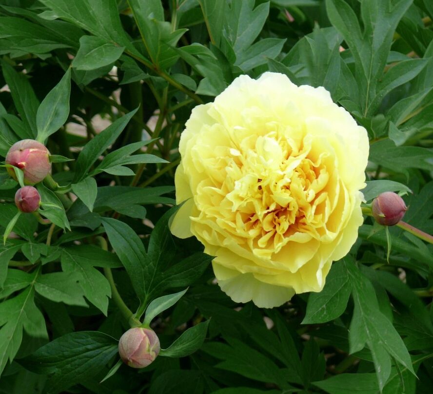 Пион Сонома Хало