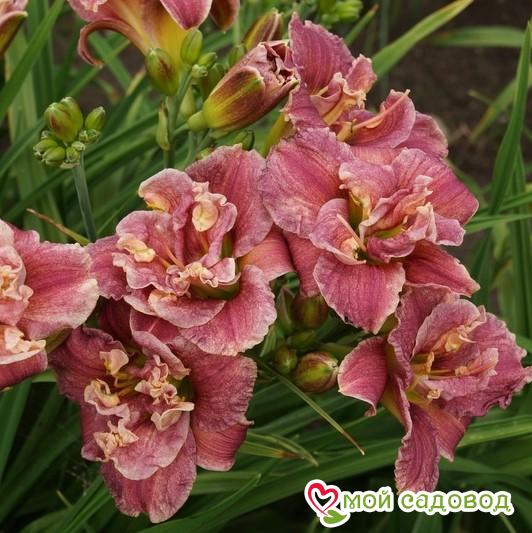 ЛИЛЕЙНИК МАХРОВАЯ РОУЗ