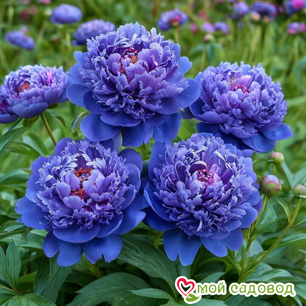 Пион Голубой лотос