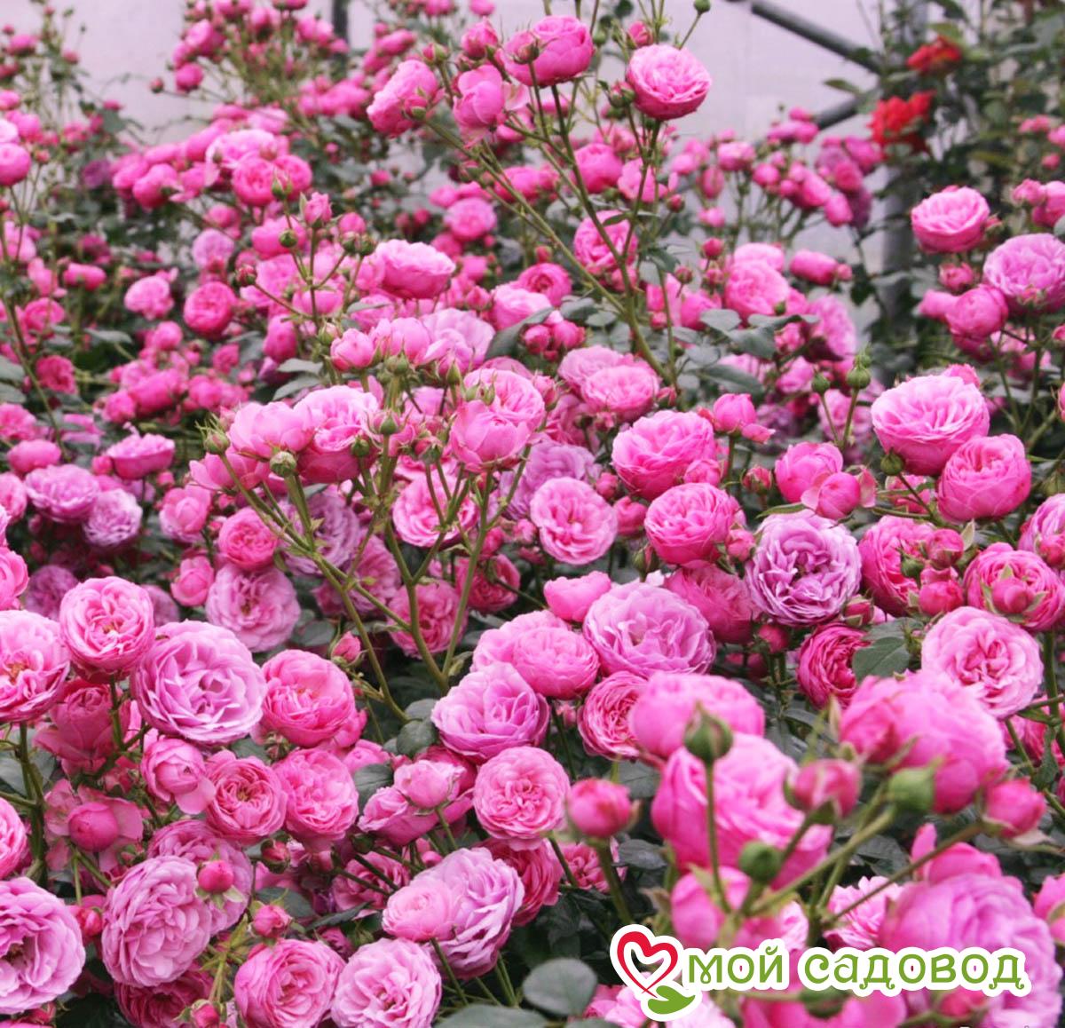 Роза Помпонелла