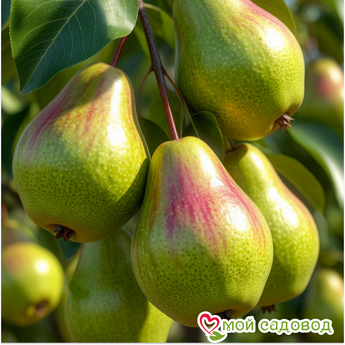 Груша Конференция